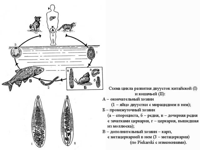 Диагностика гельминтозов: жизненный цикл паразитов, места обитания в организме и во внешней среде. 