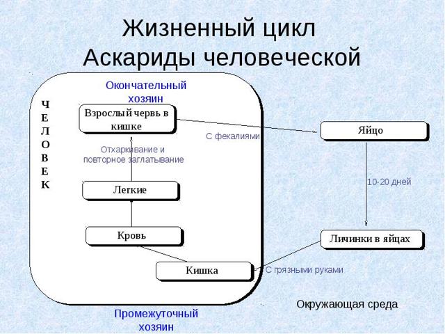 Диагностика гельминтозов: жизненный цикл паразитов, места обитания в организме и во внешней среде. 