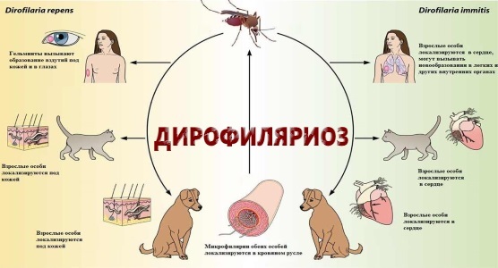 Дирофиляриоз у человека — симптомы, подкожный и внутренний дирофиляриоз, лечение и профилактика