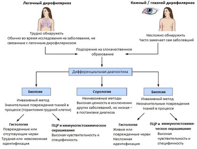 Дирофиляриоз у человека — симптомы, подкожный и внутренний дирофиляриоз, лечение и профилактика