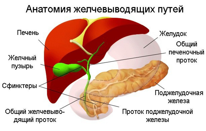 Дискинезия желчевыводящих путей у детей: 4 причины, симптомы, 3 пути лечения