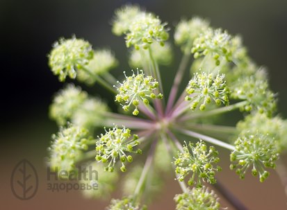 Дягиль лекарственный &ndash; лечебные свойства и противопоказания корней, травы дудника