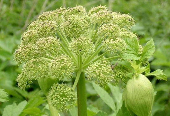 Дягиль лекарственный &ndash; лечебные свойства и противопоказания корней, травы дудника