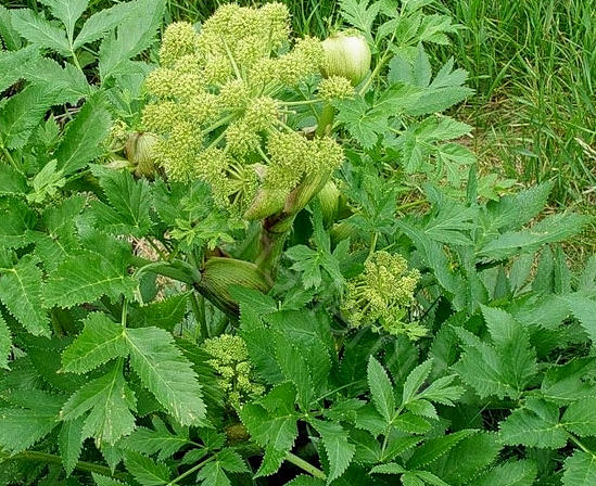 Дягиль лекарственный &ndash; лечебные свойства и противопоказания корней, травы дудника