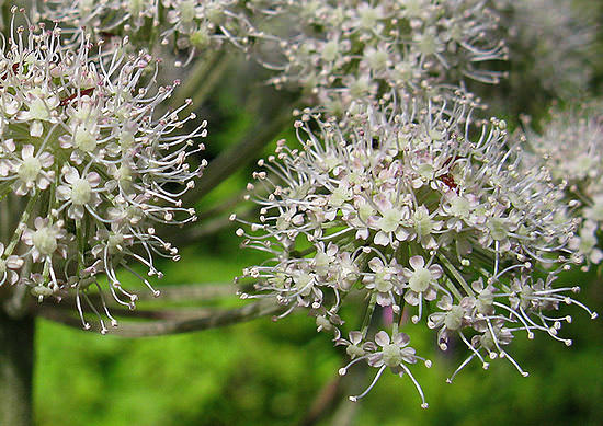 Дягиль лекарственный &ndash; лечебные свойства и противопоказания корней, травы дудника