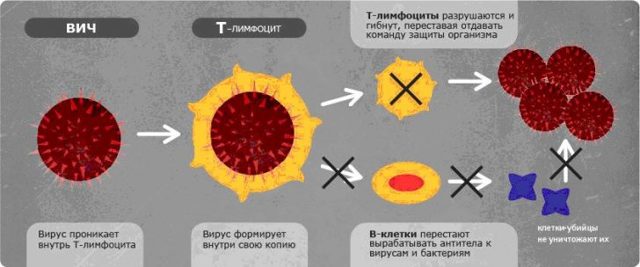 Должны были проявиться симптомы вич за 3 года?