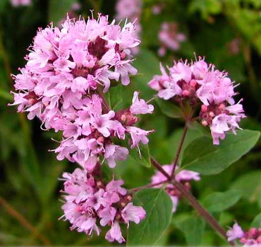 Душица &mdash; лечебные свойства и противопоказания, применение