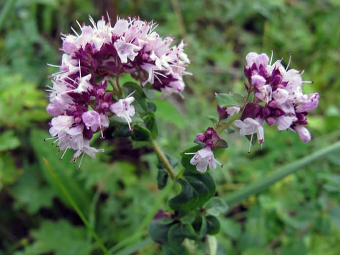 Душица &mdash; лечебные свойства и противопоказания, применение