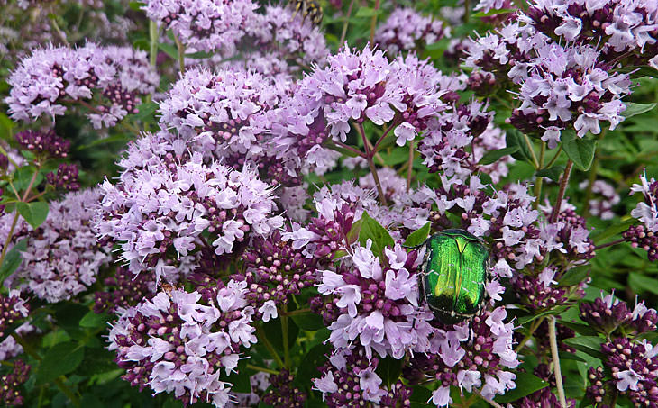 Душица &mdash; лечебные свойства и противопоказания, применение