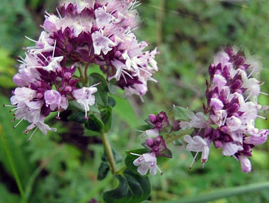 Душица &mdash; лечебные свойства и противопоказания, применение