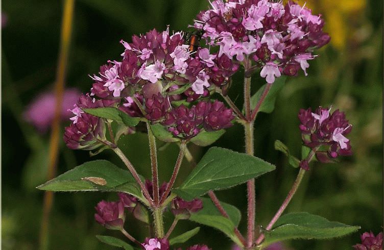 Душица &mdash; лечебные свойства и противопоказания, применение