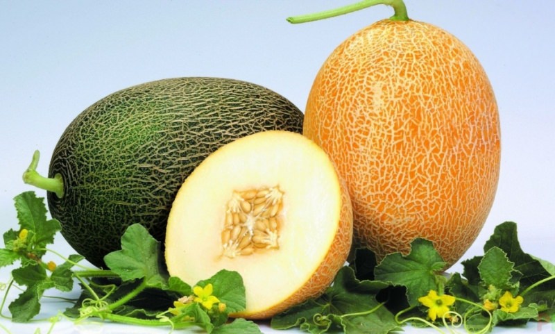 Дыня &mdash; это ягода или фрукт, польза и вред для организма, как выбрать