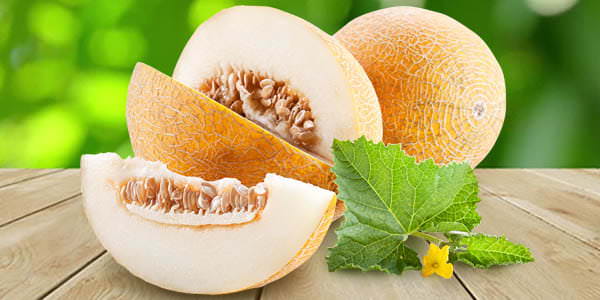 Дыня &mdash; это ягода или фрукт, польза и вред для организма, как выбрать