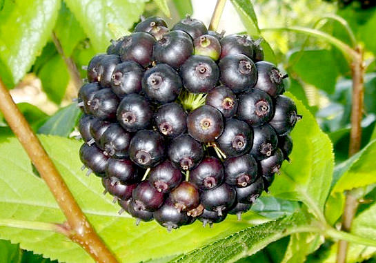 Элеутерококк – полезные свойства и противопоказания, применение настойки, чая