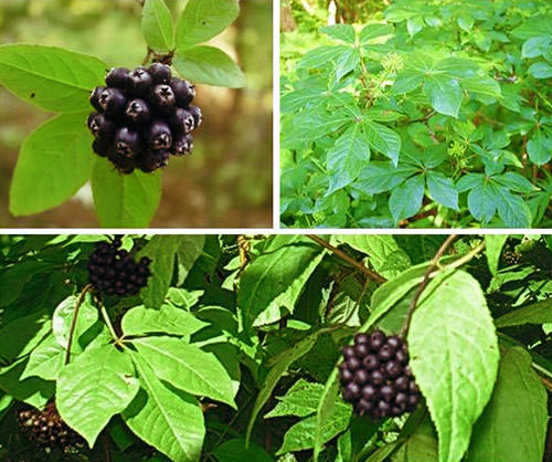 Элеутерококк – полезные свойства и противопоказания, применение настойки, чая