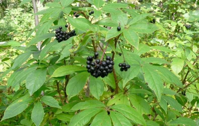 Элеутерококк – полезные свойства и противопоказания, применение настойки, чая