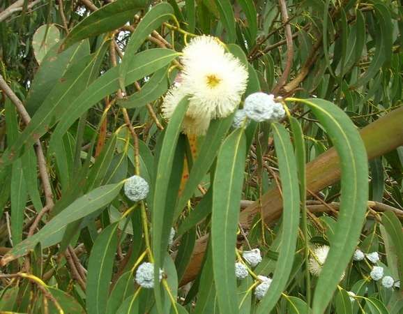 Эвкалипт — лечебные свойства и противопоказания листьев, масла