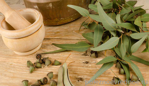 Эвкалипт — лечебные свойства и противопоказания листьев, масла