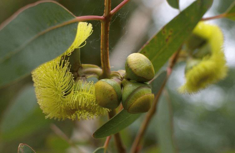 Эвкалипт — лечебные свойства и противопоказания листьев, масла