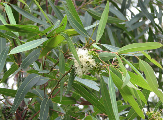 Эвкалипт — лечебные свойства и противопоказания листьев, масла