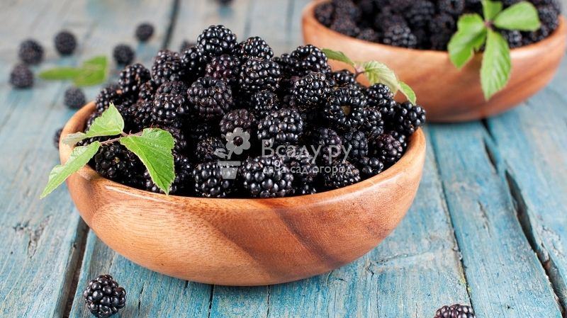 Ежевика &mdash; полезные свойства и противопоказания ягоды, листа, чая