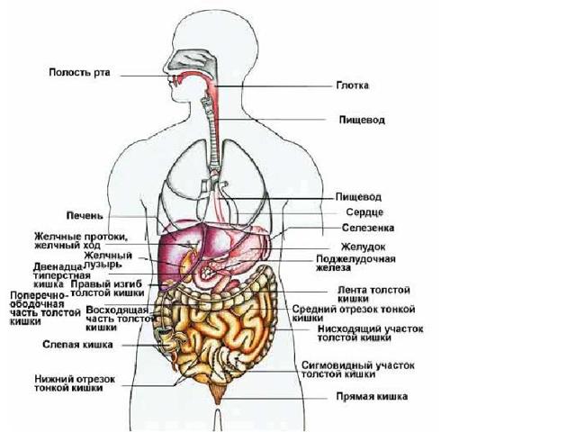 Эзофагоскопия, гастроскопия, дуоденоскопия, капсульная эндоскопия и колоноскопия