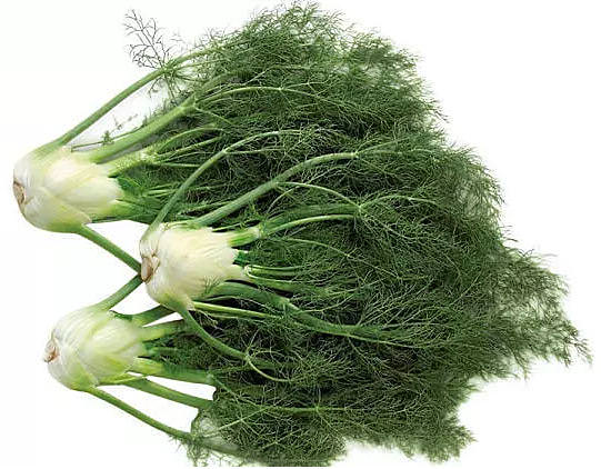 Фенхель — полезные свойства и противопоказания, отличие от укропа