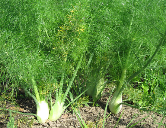 Фенхель — полезные свойства и противопоказания, отличие от укропа