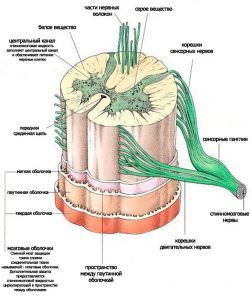 Функции спинного мозга и его строение от а до я