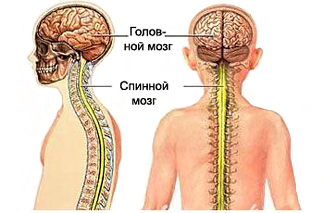 Функции спинного мозга и его строение от а до я