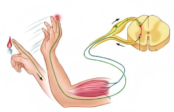 Функции спинного мозга и его строение от а до я