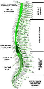 Функции спинного мозга и его строение от а до я
