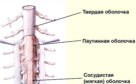 Функции спинного мозга и его строение от а до я