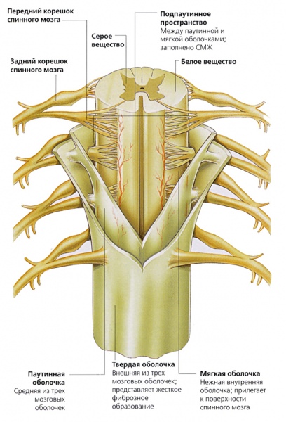 Функции спинного мозга и его строение от а до я