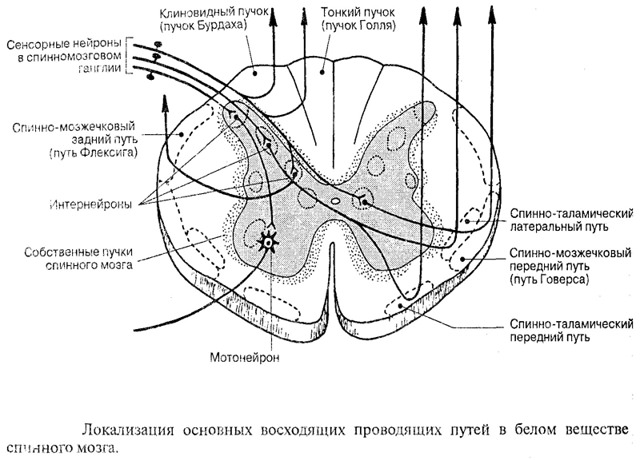 Функции спинного мозга и его строение от а до я