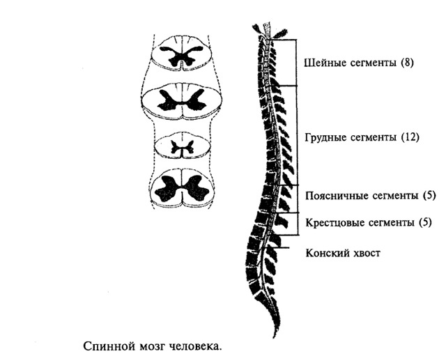 Функции спинного мозга и его строение от а до я
