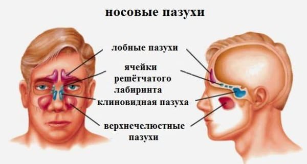 Гайморовы пазухи носа: причины воспаления. лечение