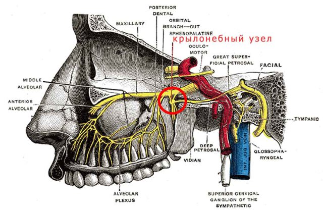 Ганглионит и ганглионеврит, симптомы и лечение крылонебного узла