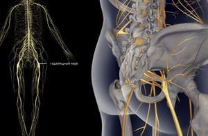 Где находится седалищный нерв у человека и как его лечить, анатомия расположения