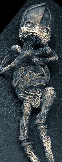 География рака