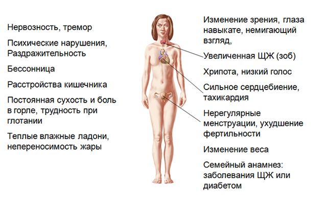 Гипоплазия щитовидной железы: лечение, признаки гипоплазии щитовидной железы у детей и взрослых