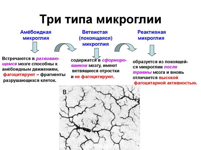 Глиальные клетки и нейроглия, виды и функции глии