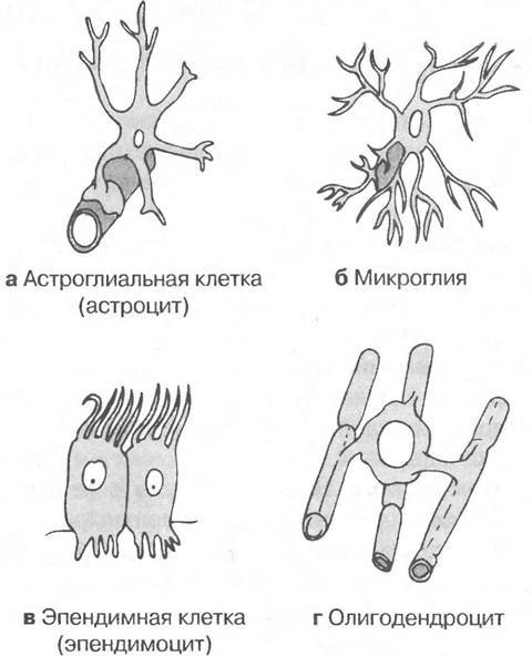 Схема классификации нейронов и клеток глии