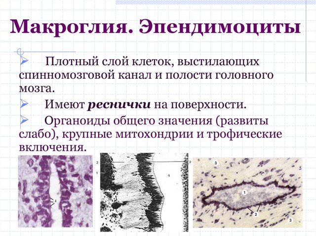 Глиальные клетки и нейроглия, виды и функции глии