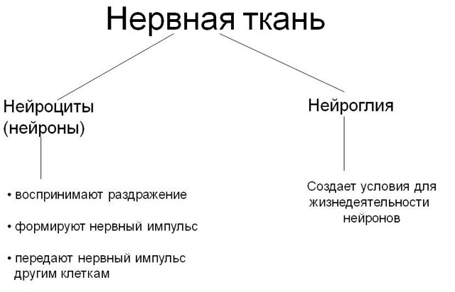 Глиальные клетки и нейроглия, виды и функции глии