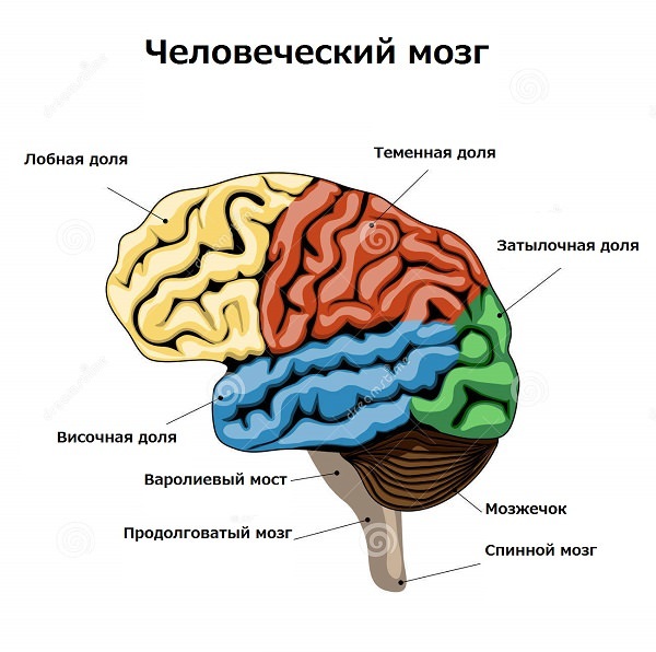 Глиобластома головного мозга мультиформная, срок жизни, можно ли вылечить