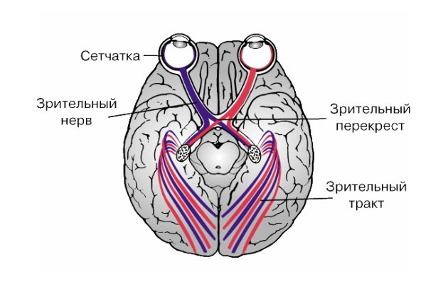 Глиома глазного нерва: восстановление, экскавация диска и электростимуляция