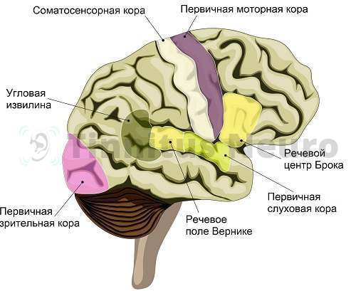 Глиома глазного нерва: восстановление, экскавация диска и электростимуляция