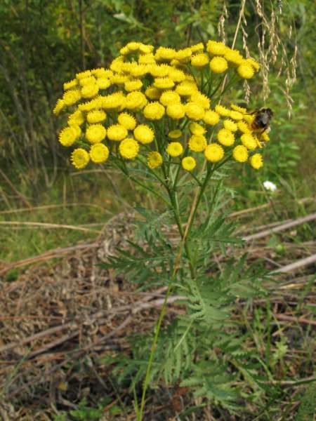 Глистная инвазия лечение народными средствами / народная медицина