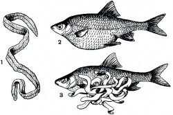 Глисты в рыбе: можно ли есть рыбу и как не заразиться рыбными глистами?